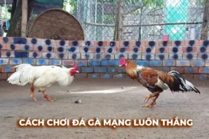 Chơi Đá Gà Sabong Tại SanClub Thắng Lớn Mỗi Ngày