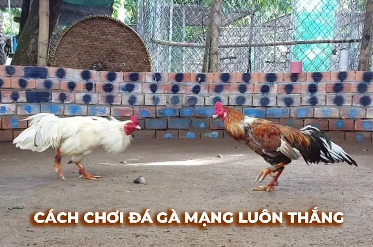 Chơi Đá Gà Sabong Tại SanClub Thắng Lớn Mỗi Ngày